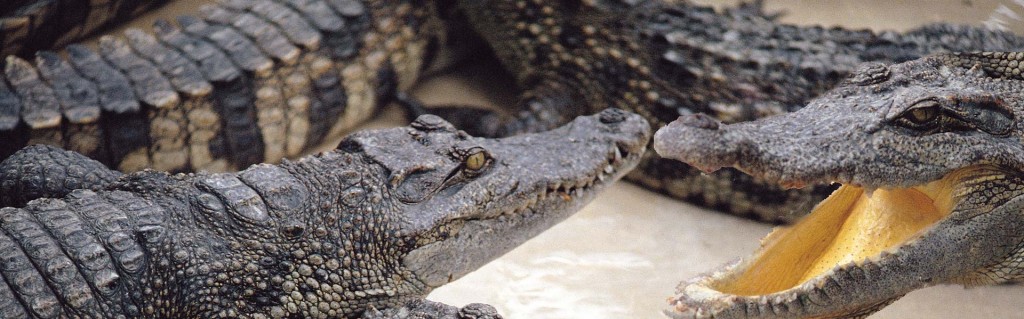 Gatorland