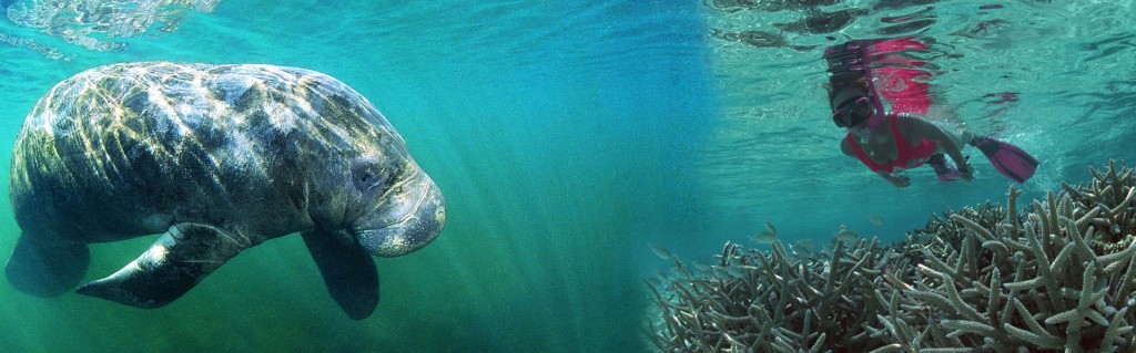 Schwimmen mit den Manatees