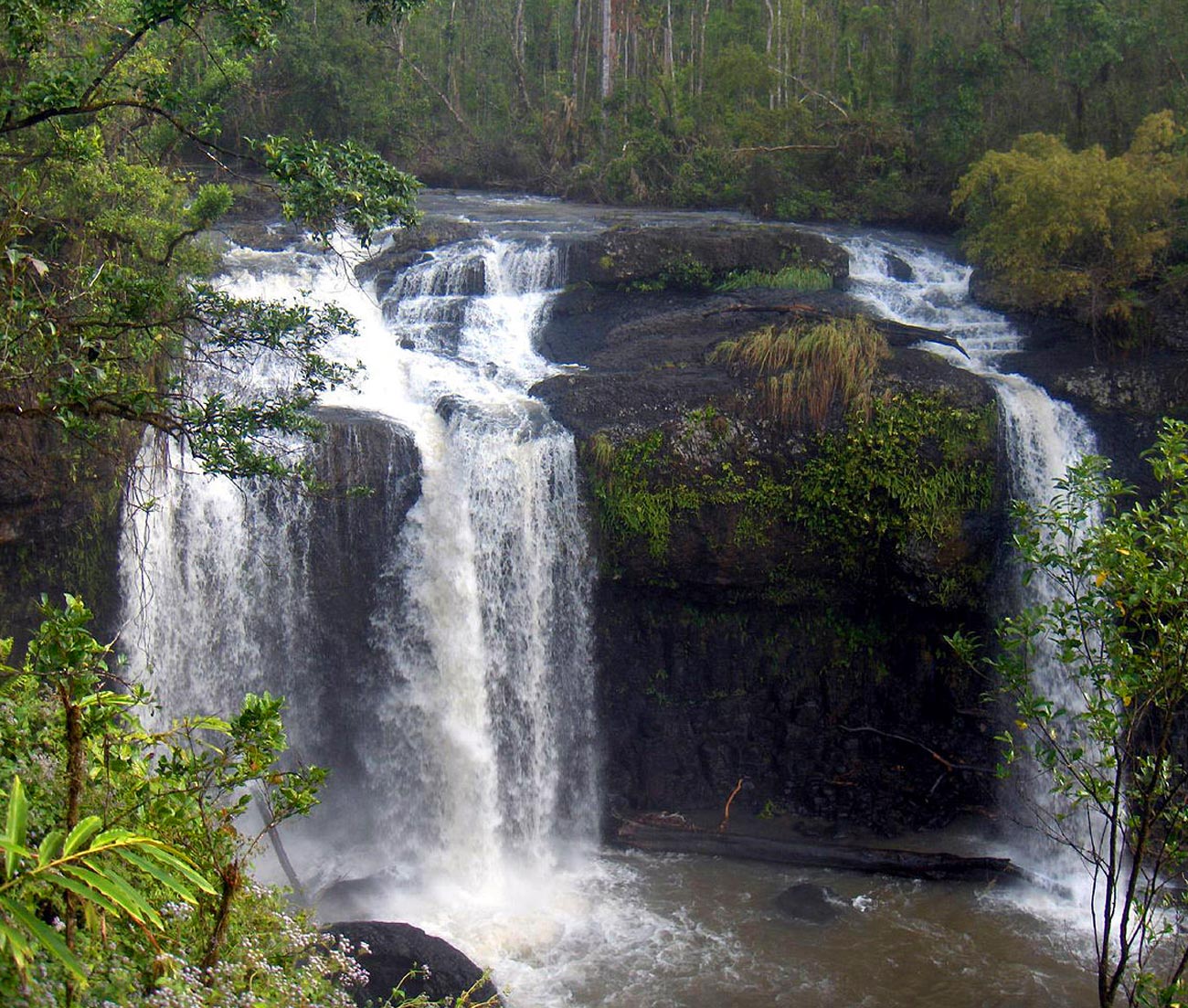 Rainforest Rainforest